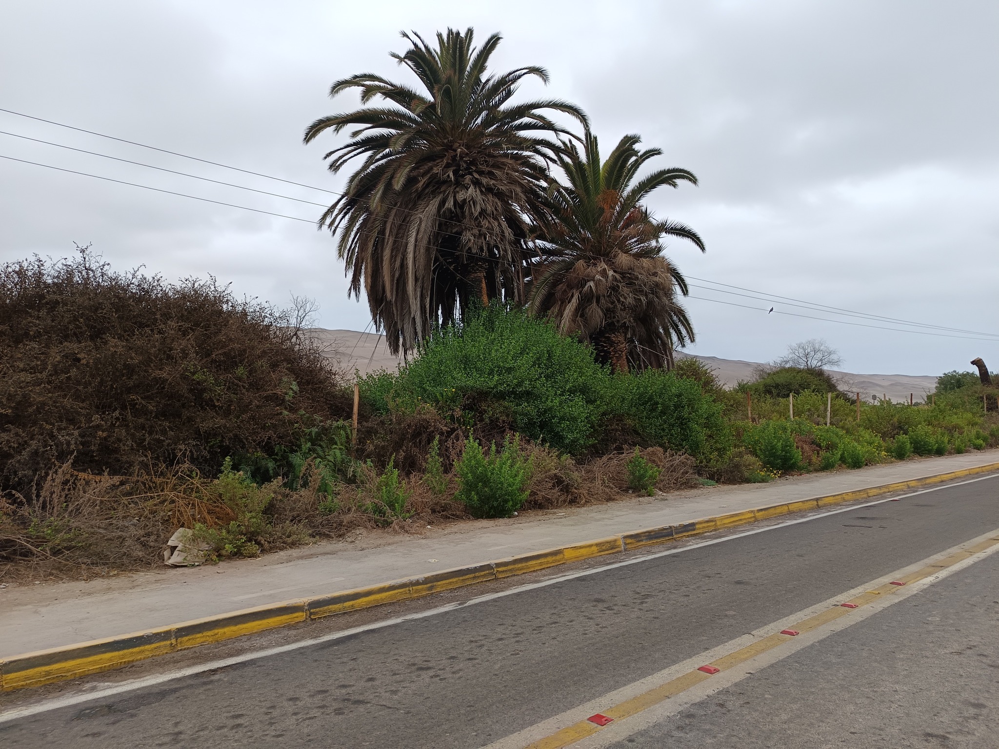 571521083_1335566621695020_5117590723278770466_n