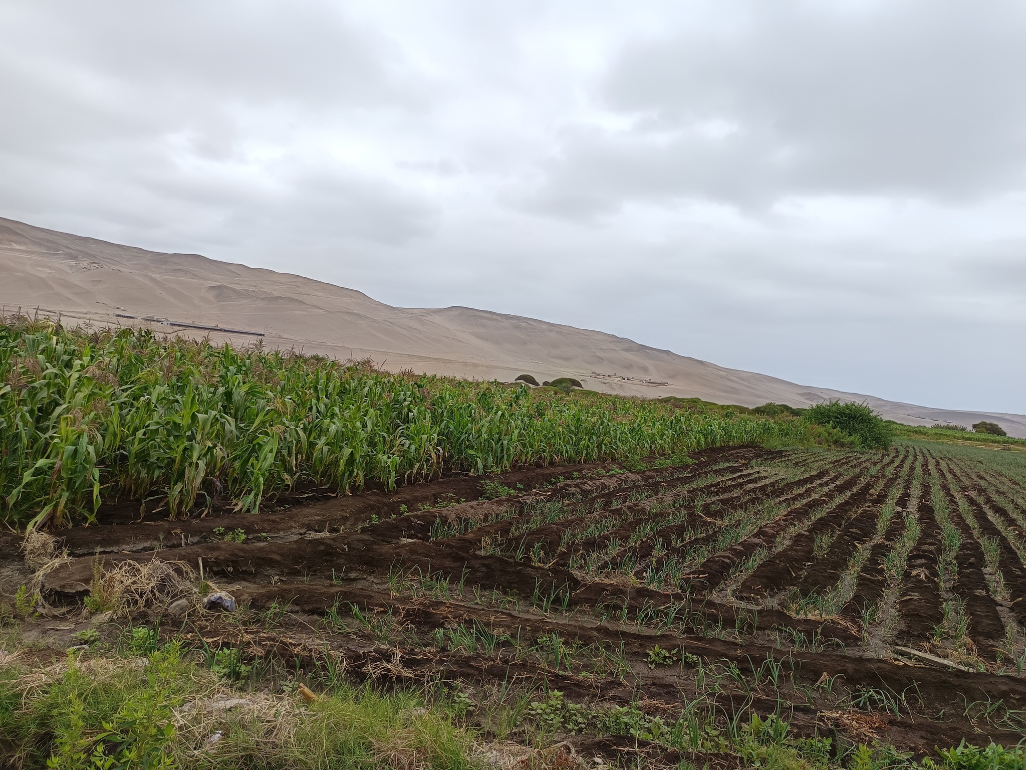 572755177_1335566828361666_5431637081705016647_n